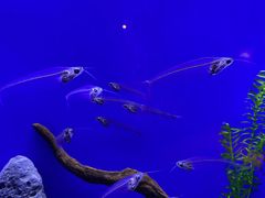 -上海海洋水族馆