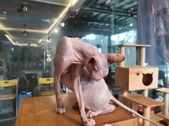 -more than meow吴止猫主题餐厅(承德 中船汇店)