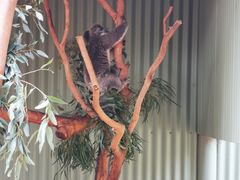 -费瑟代尔野生动物园