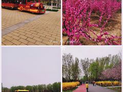 -大兴滨河森林公园
