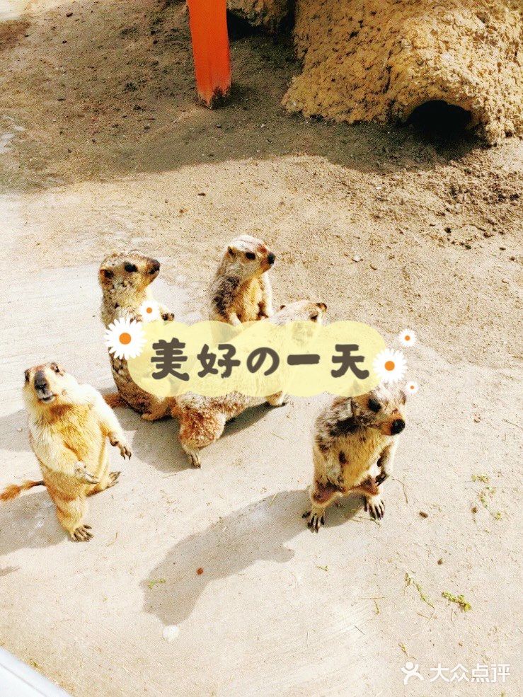 可爱的羊驼🦙在这边哦