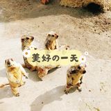 可爱的羊驼🦙在这边哦