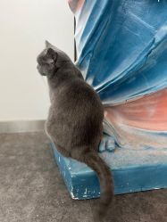 -飛凡TATTOO纹身•原创