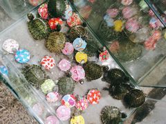 -循礼门鲜花花市(武汉循礼门店)