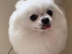 -帕帕拉兹宠物(亚洲旗舰店)