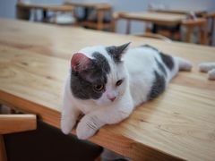 -酷豆宠物咖啡·宠物美食·撸猫馆