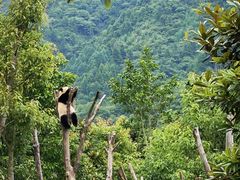 -卧龙中华大熊猫苑神树坪基地