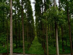 -黄海国家森林公园