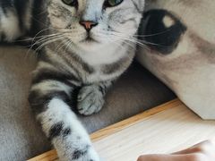 -猫和宫(六道口店)