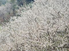 -广州市流溪河国家森林公园