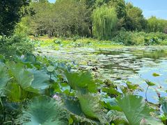 -无锡蠡湖国家湿地公园-蠡园