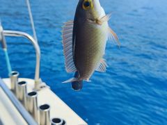 -小猫钓鱼海钓俱乐部(椰梦长廊店)