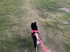-南京Hallo宠物乐园·哈罗犬舍·柴犬繁育基地