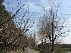 -昆山城市生态森林公园