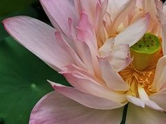 -陈家山荷花公园