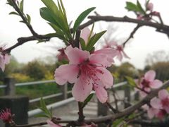 -南汇水蜜桃采摘(大团店)