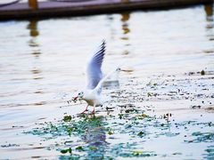 -西昌邛海湿地