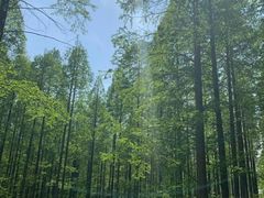 -黄海国家森林公园