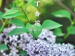 景点-将府公园