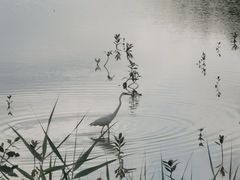 -福田红树林生态公园