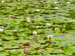 -白鹭湾湿地公园
