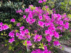 -梧桐山风景名胜区