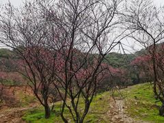-新建村梅花