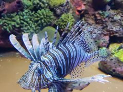 -上海海洋水族馆