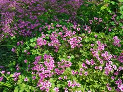 -新虹桥中心花园