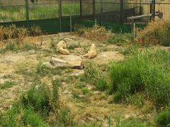 -新疆天山野生动物园