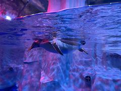 -芜湖新华联大白鲸海洋公园