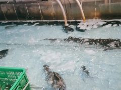 -鱼窝棚柴火铁锅炖(富山屯店)