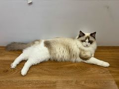-COLOR PETS 撸猫馆·购猫·猫咖(长风大悦城店)