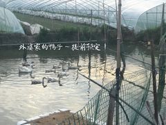 -南汇新场正宗水蜜桃采摘