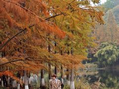 -重庆彩云湖湿地公园