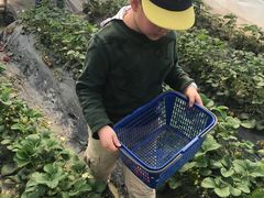 -小鱼草莓采摘园农家乐·小鱼餐厅