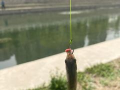 -东坝千亩湖公园