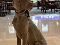 -上海崇明金茂凯悦酒店