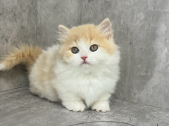 -小猫来了·猫舍(红山六九七九店)