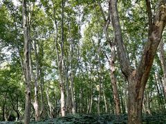 -上海共青森林公园