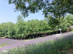 -大塘金香草谷