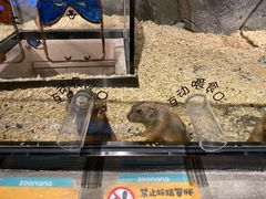 -zoonana室内动物园(东方福来德店)