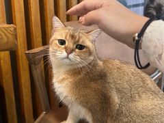 -猫爪屋猫咖(乐汇城店)
