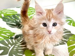 -青奢宠物·青奢猫舍