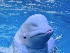 -海合安成都极地海洋公园