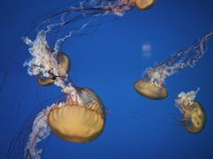 -太平洋海底世界