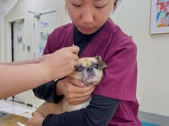 -美联众合动物医院·24h京西诊疗中心