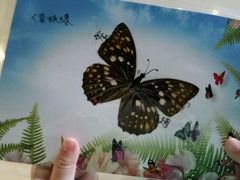 -上海昆虫博物馆