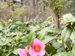 -杭州半山国家森林公园