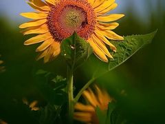 -光明小镇欢乐田园